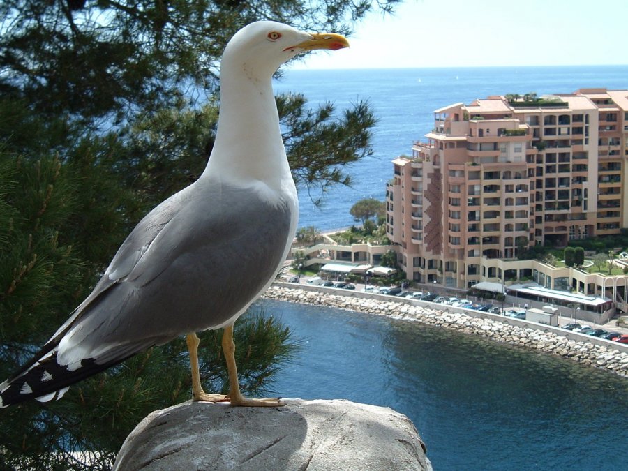 Чайка на фоне Монако